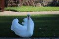 Swan showing off itÃ¢â¬â¢s plume of feathers Royalty Free Stock Photo